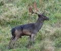 Fallow Buck